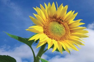 girasol