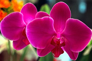 orquídea