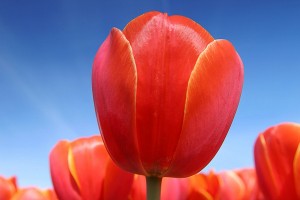 tulipán